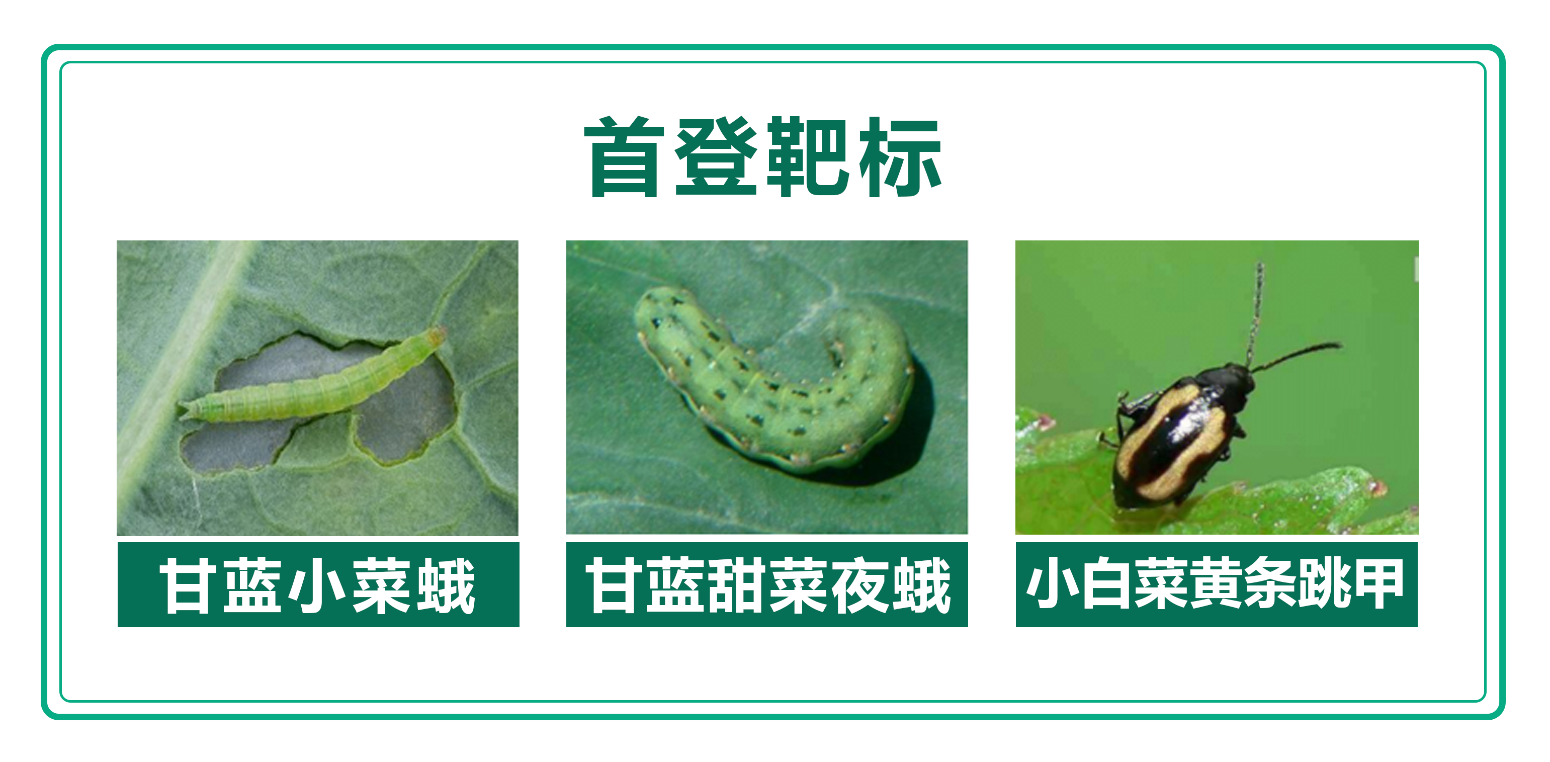 1760280696743877.png 环丙首登靶标.png